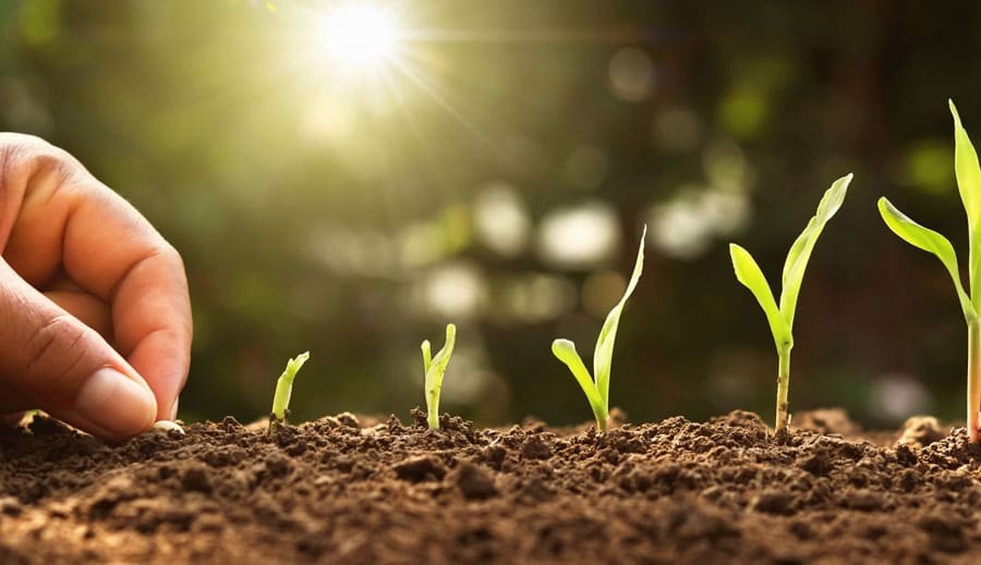 OneRicePH: 25 new rice lines moving closer to Filipino farmers&rsquo; fields